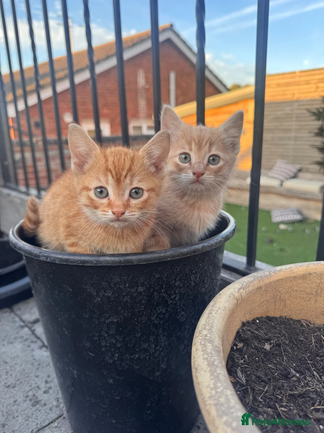 Mixed Breed cats for sale: Ginger kitten  in Ipswich - Advert 9