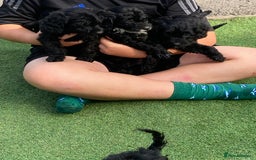 Cockapoo dogs for sale: Cockapoo puppy’s boys/girls - Image 5