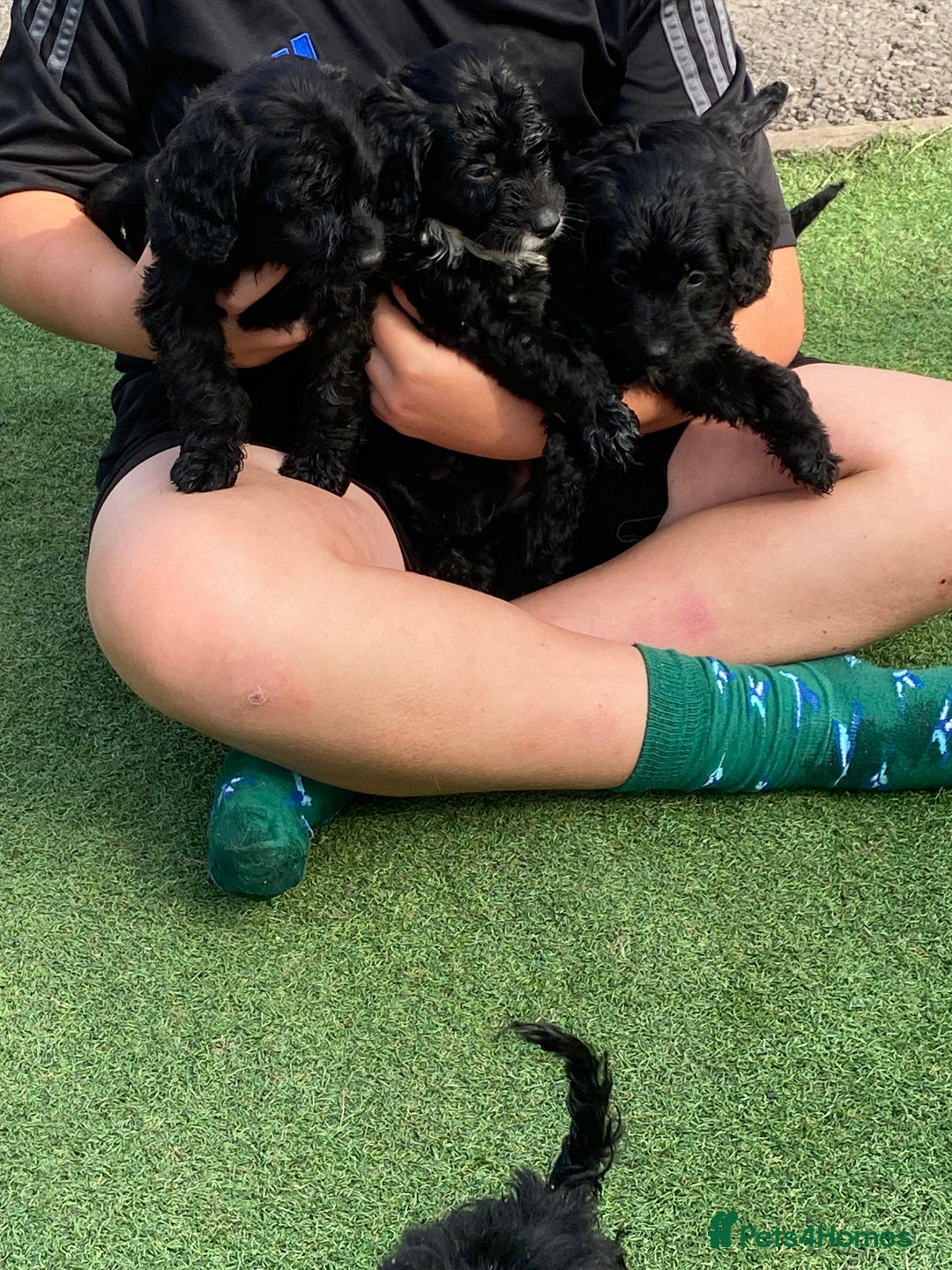 Cockapoo dogs for sale: Cockapoo puppy’s boys/girls - Image 5