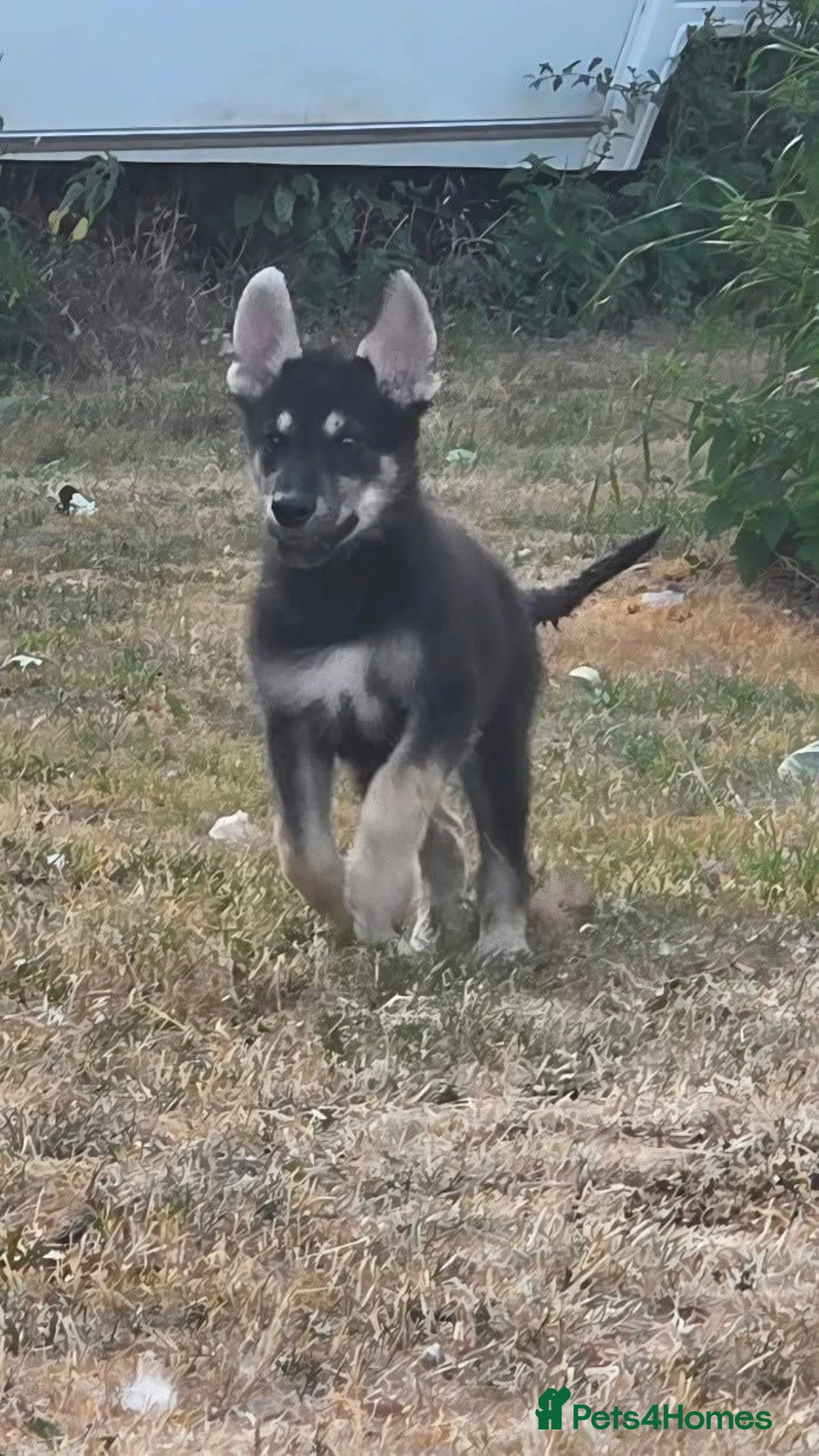 Tamaskan dogs for sale: Tamaskan Puppies *Health Tested Parents* - Advert 2