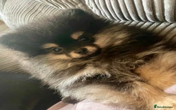 Pomeranian dogs for sale: Pick of litter Pom puppy - Image 1