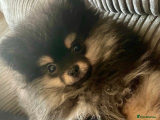 Pomeranian dogs - Advert 1