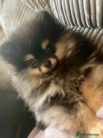 Pomeranian dogs - Advert 1