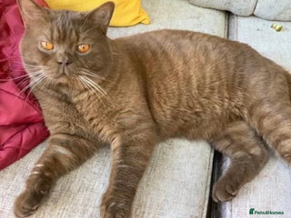 British Shorthair cats in London - Advert 36