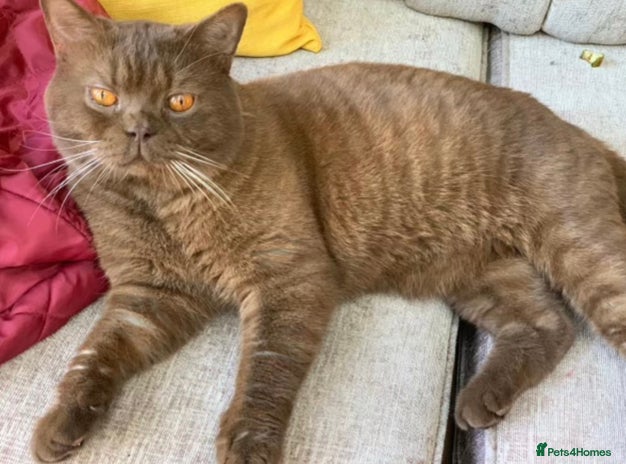 British Shorthair cats Championship active GCCF stud cinnamon in London - Advert 11