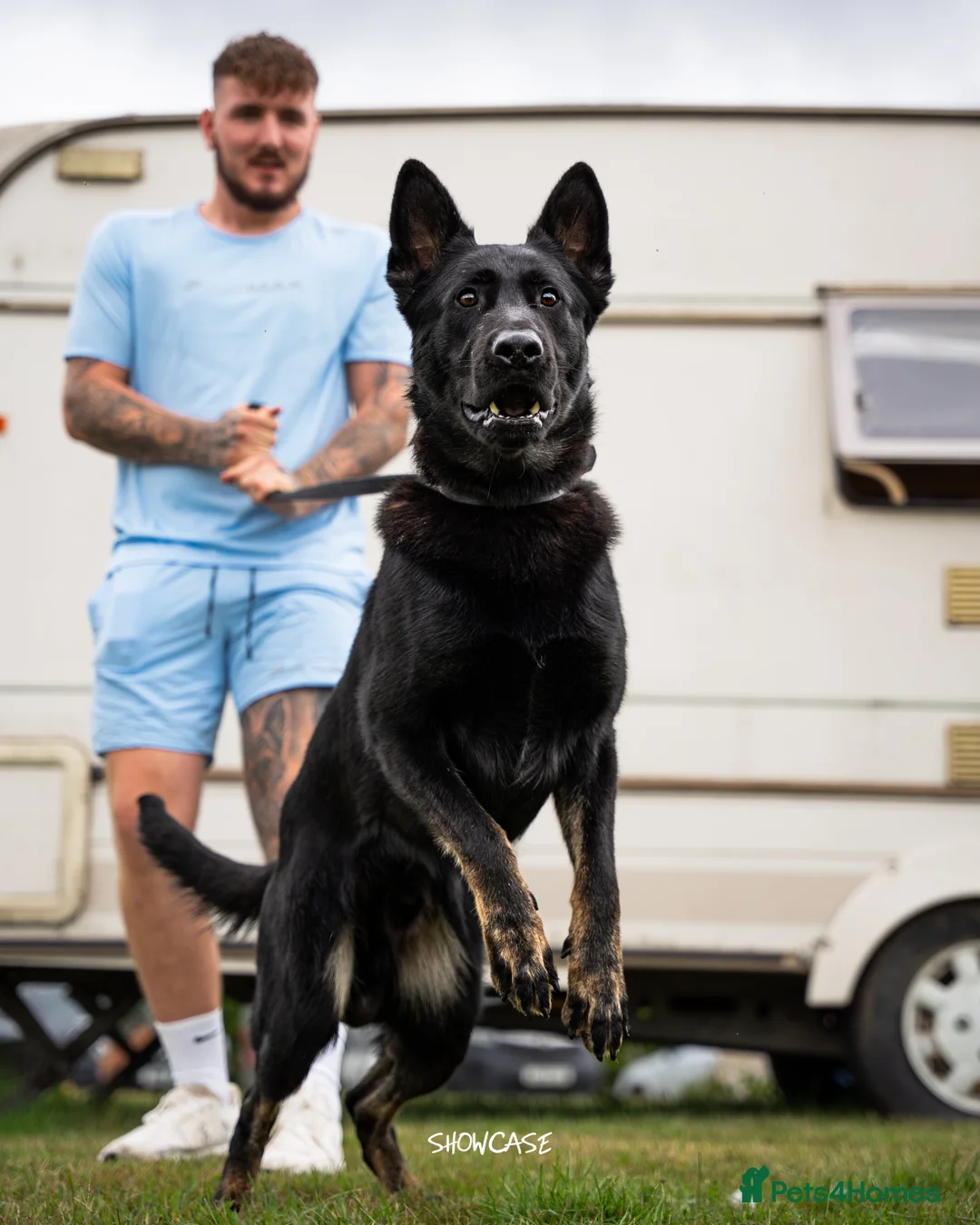 German Shepherd dogs for stud: EXCEPTIONAL BI COLOUR MALE  - Advert 4