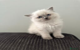 Ragdoll cats for sale: Amazing grace blue eye ragdolls - Image 4