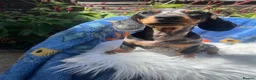 Miniature Dachshund dogs for sale: Gorgeous kaninchen/miniature puppies - Advert 4
