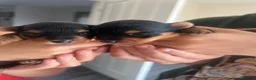 Yorkshire Terrier dogs for sale: Tiny Yorkshires puppies 😍 - Advert 13
