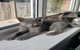 Mixed Breed cats for sale: Kittens  - Image 19