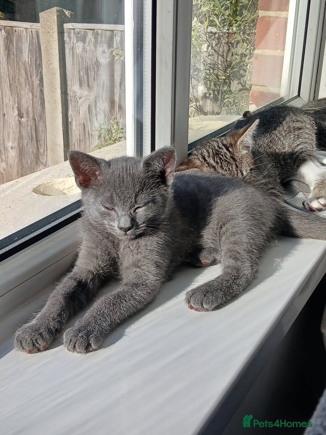 Mixed Breed cats for sale: Kittens  - Image 19