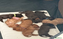 Cockapoo dogs for sale: Last boy ready to leave day b4 the big man comes  - Image 2