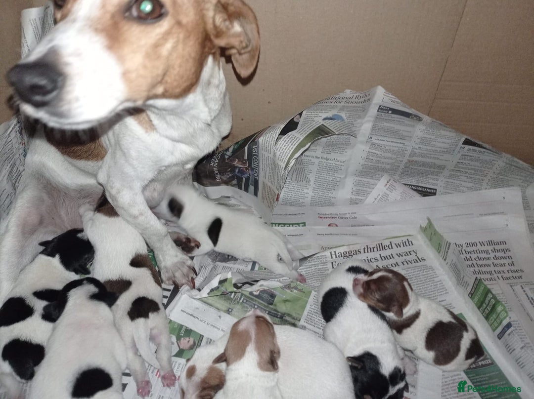 Jack Russell dogs for sale: Stunning jack russell puppies - Advert 1