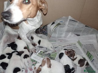 Jack Russell dogs Stunning jack russell puppies - Advert 2