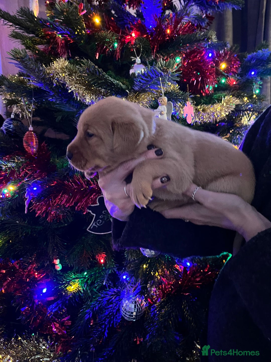 Labrador Retriever dogs for sale: KENNEL CLUB REGISTERED LABRADOR PUPPIES  - Advert 17