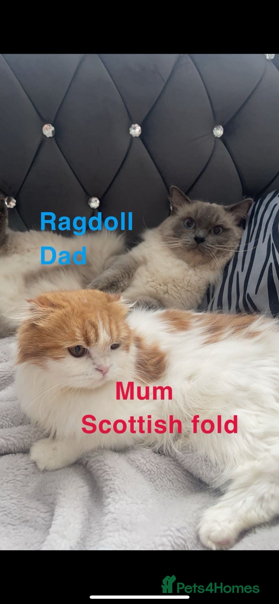Ragdoll cats Beautiful Scottish Fold & Ragdoll Doll Mix Kittens - Advert 2