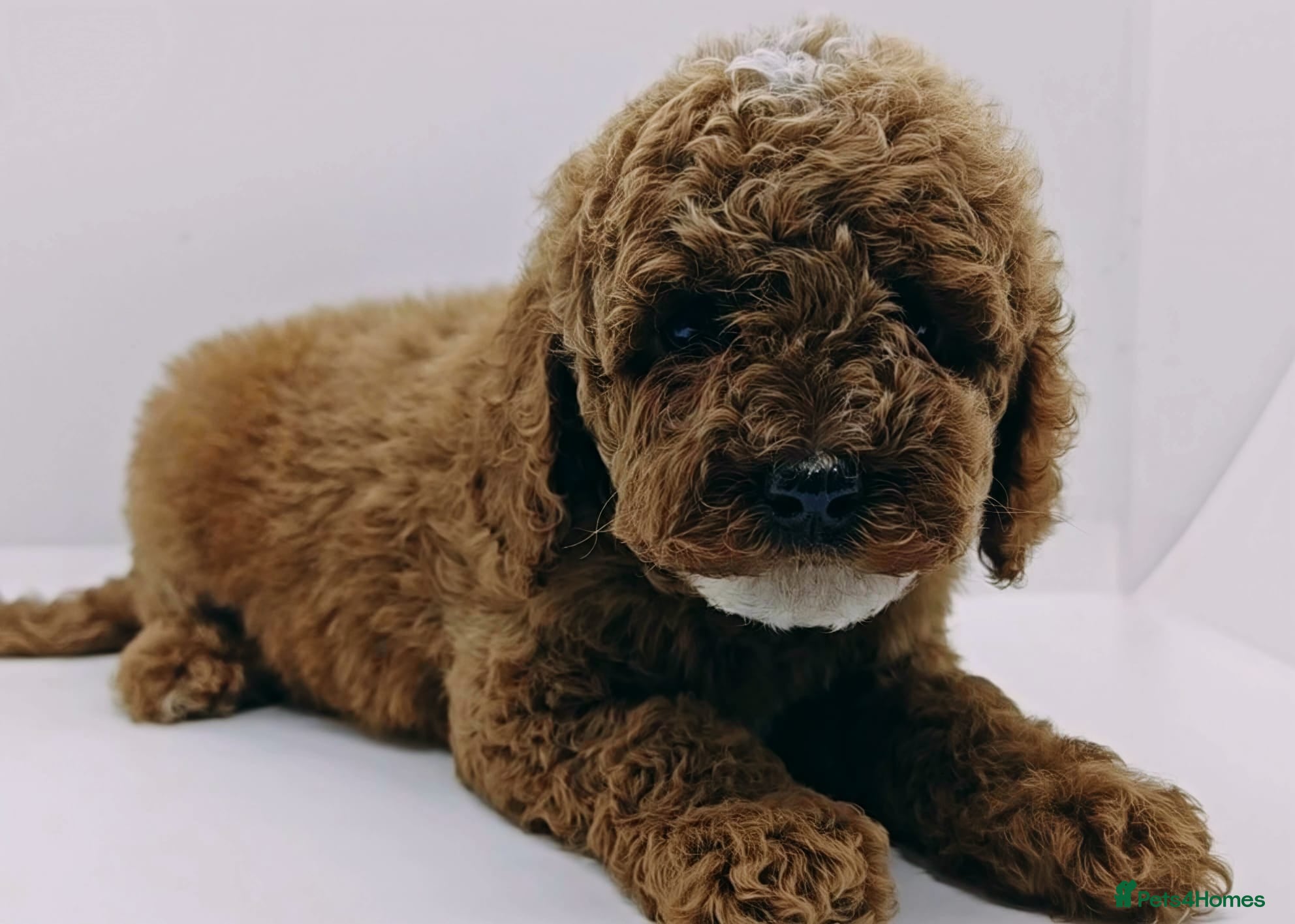 Cavapoo dogs 1 GIRL LEFT !! Health tested F1b cavapoo puppies  - Advert 10