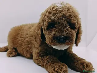 Cavapoo dogs 1 GIRL LEFT !! Health tested F1b cavapoo puppies - Advert 10