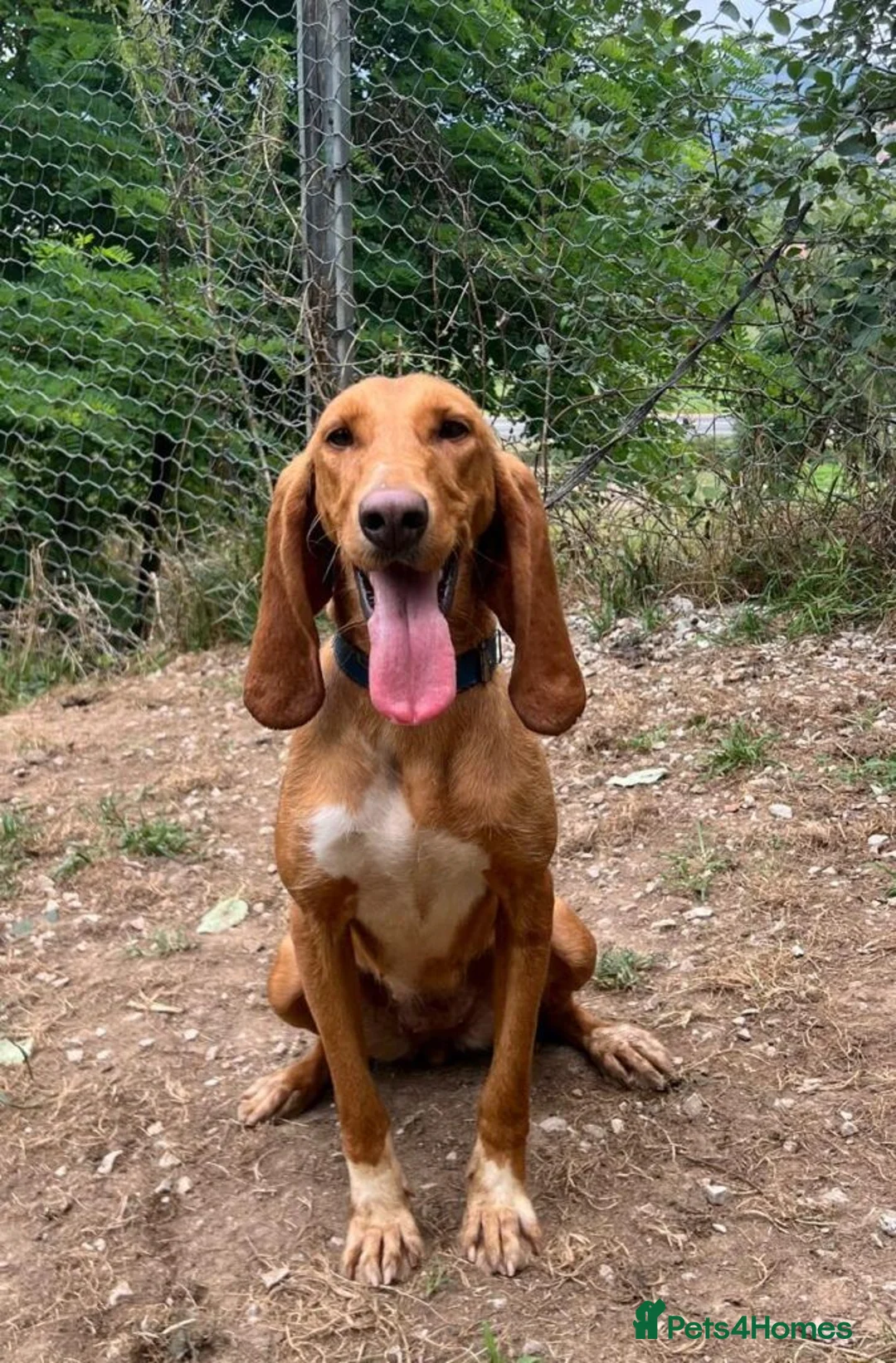 Mixed Breed dogs for adoption: Rubia in Penryn - Advert 13