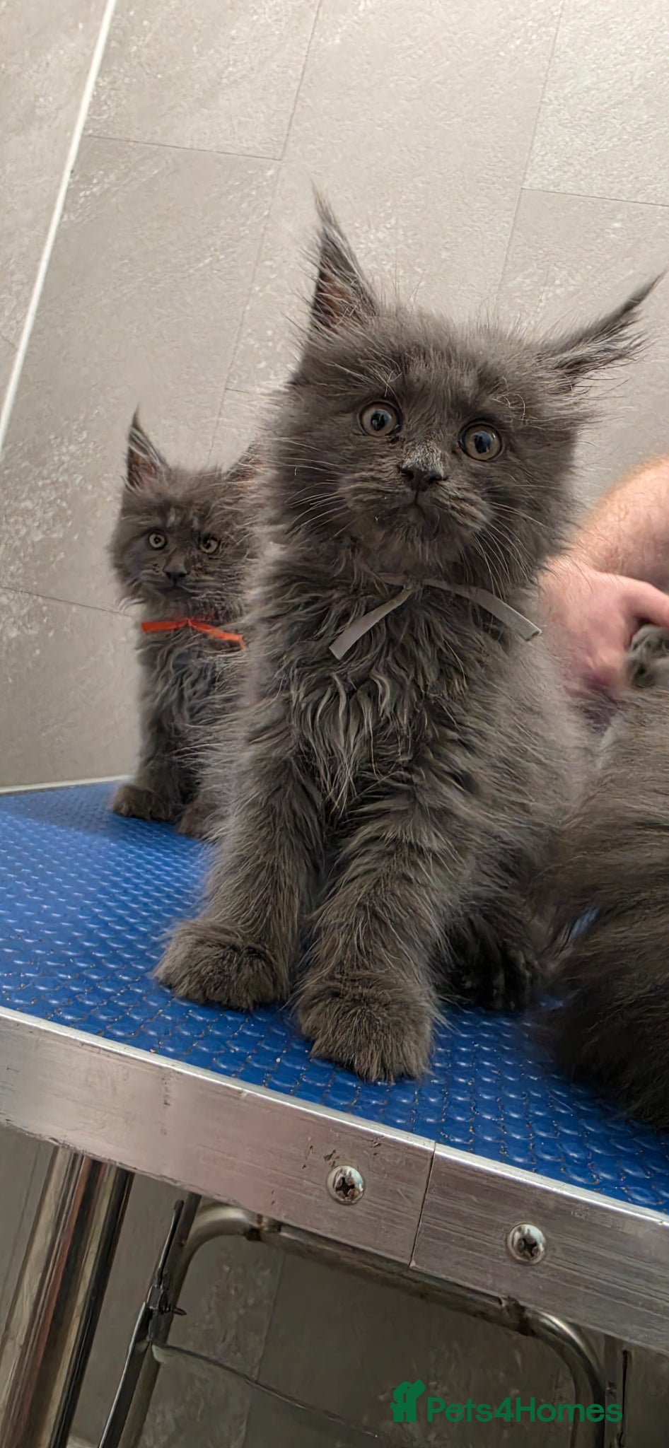 Maine Coon cats Maine coon Blue smoke kittens Sapphire Skies  - Advert 1