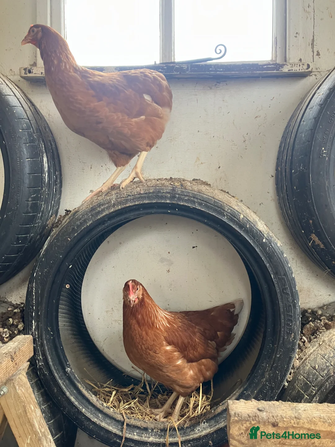 Chickens poultry for sale: Point of lay hydrid hens for sale  - Advert 2