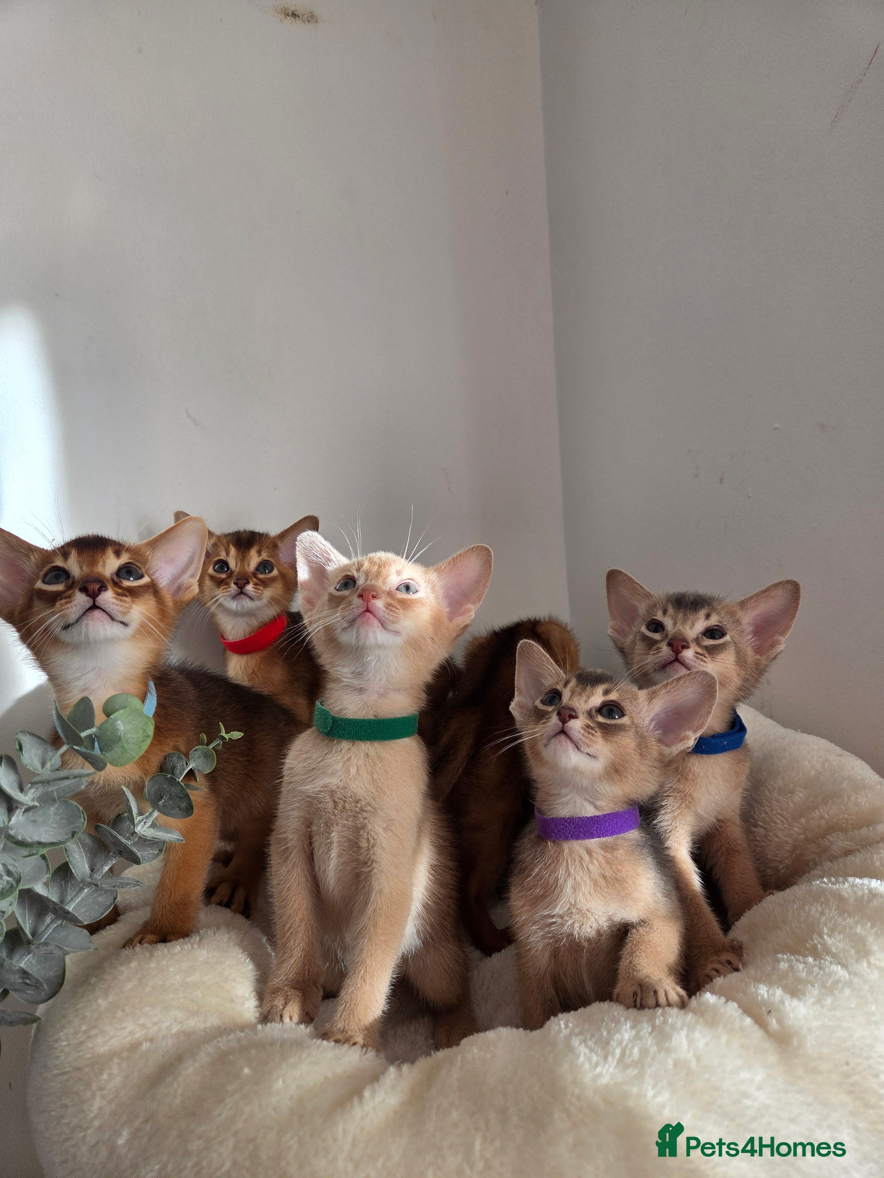 Abyssinian cats Gorgeous Tica  Abyssinian Kittens  - Advert 10