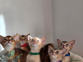 Abyssinian cats Gorgeous Tica Abyssinian Kittens - Advert 10