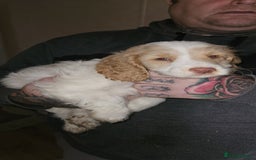 Cockapoo dogs for sale: 8 gorgeous cockapoo puppies - Advert 16