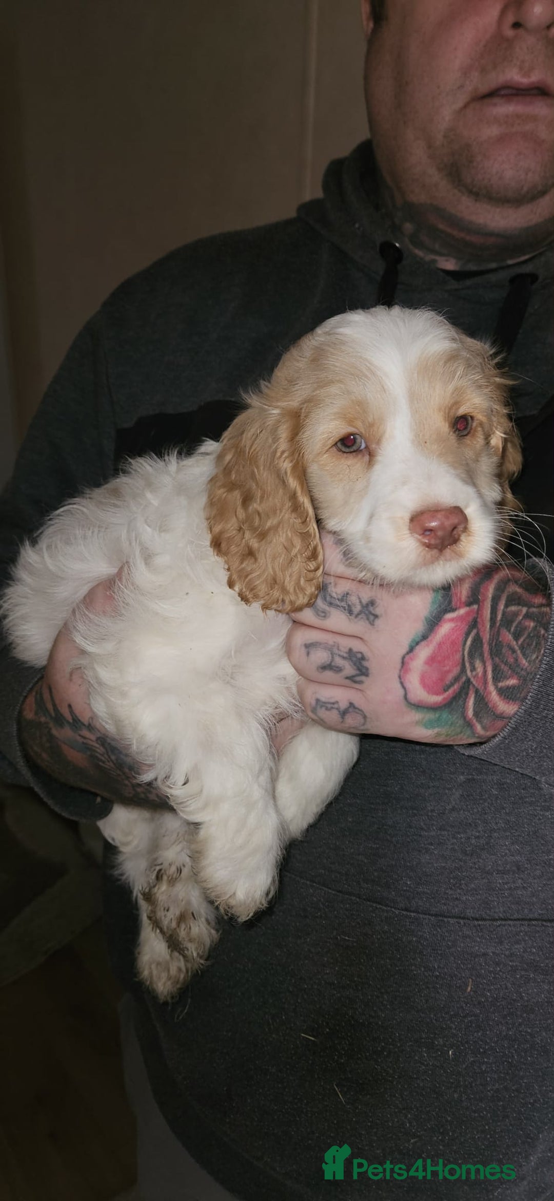 Cockapoo dogs for sale: 8 gorgeous cockapoo puppies - Advert 16