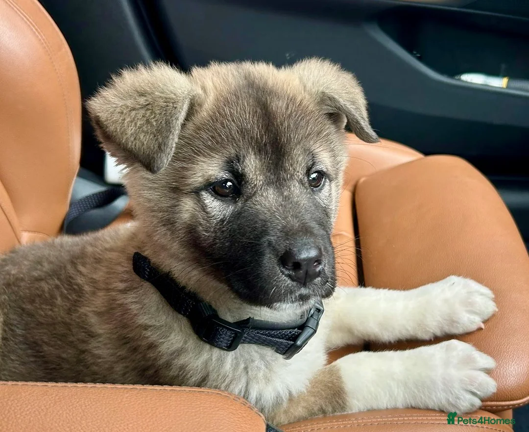 Akita dogs for sale: 10 weeks old beautiful American Akita girl in Southall - Advert 5