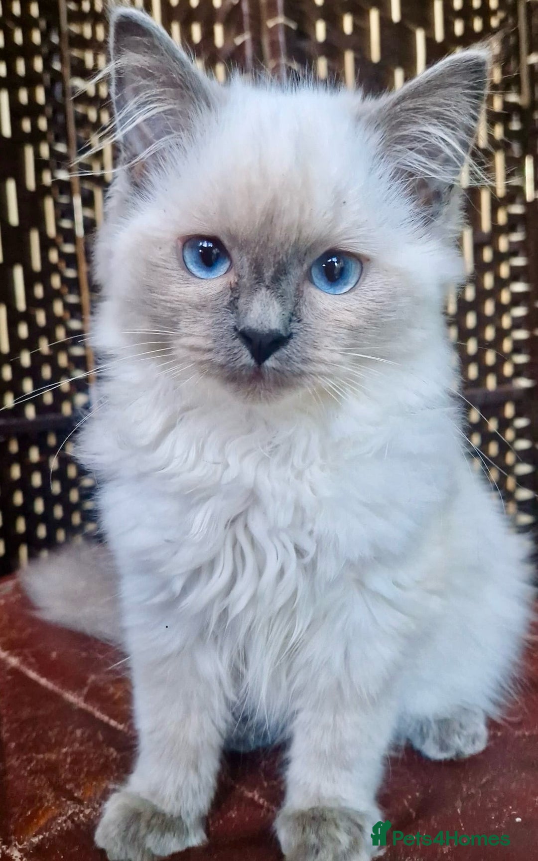 Ragdoll cats for sale: A Unique Ragdoll Kitten Waiting for a Loving home  - Image 16