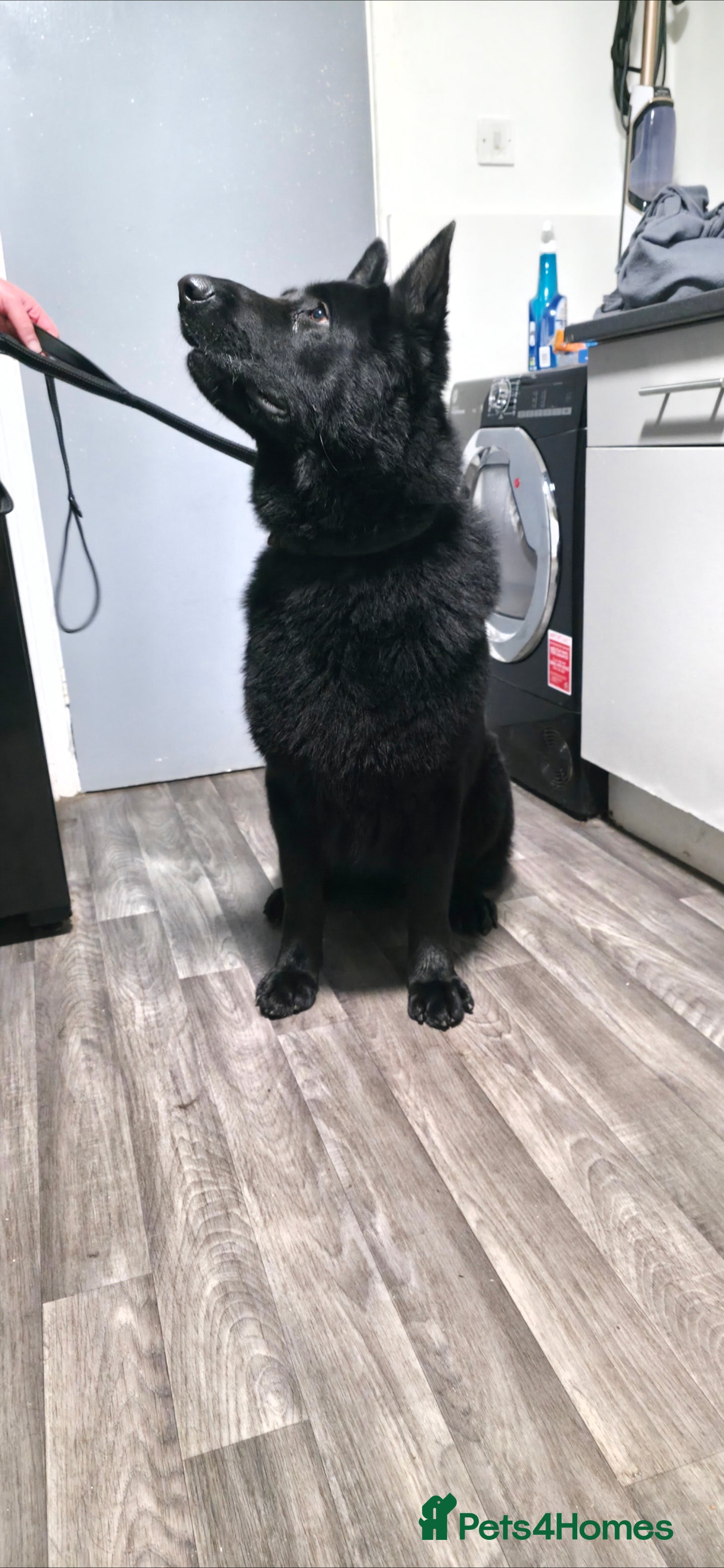 German Shepherd dogs Looking for their forever homes, 2 GSD females - Advert 9