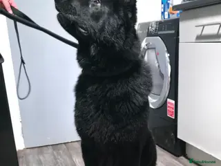 German Shepherd dogs Looking for their forever homes, 2 GSD females - Advert 9