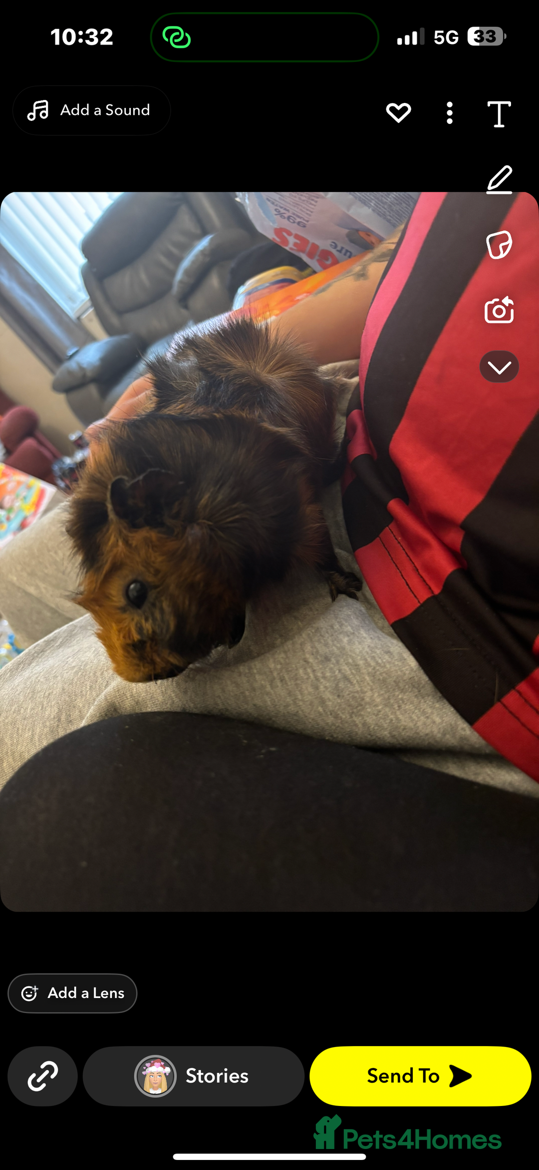 Guinea Pig rodents for sale: 2 make guinea pigs with c&c cage - Advert 2