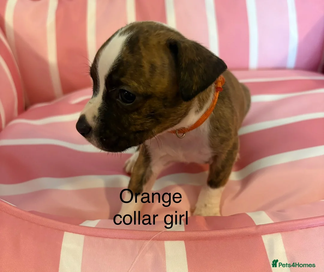 Staffordshire Bull Terrier dogs for sale: Stunning litter of Staffies  - Advert 30