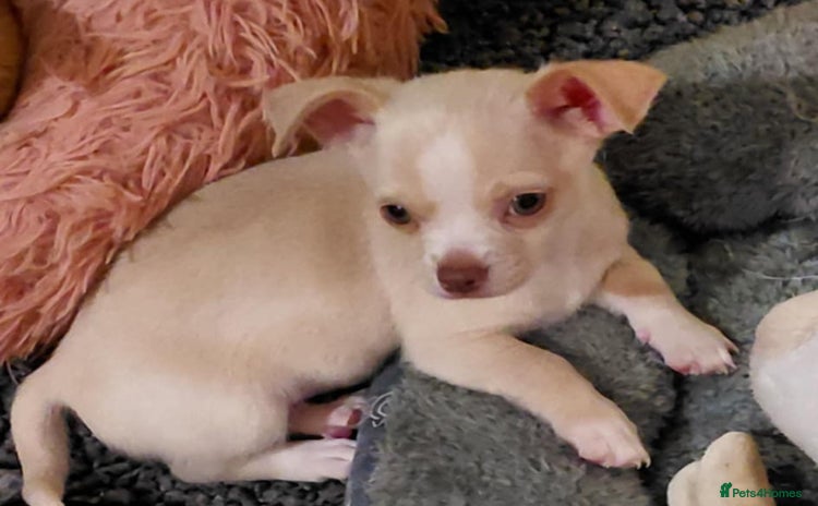 Chihuahua dogs - Advert 13