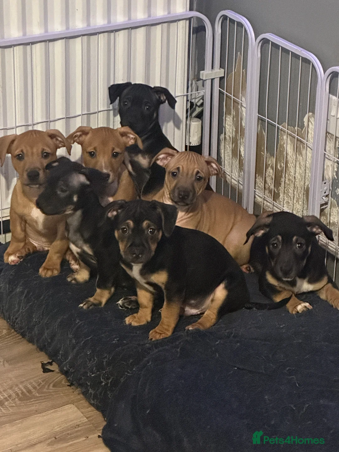 Mixed Breed dogs for sale: Mum stuffy x Dad chuwahwah x - Advert 1