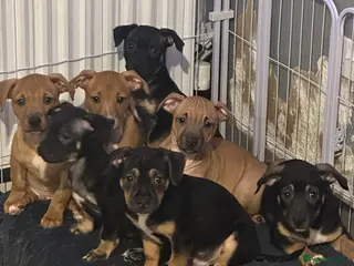 Mixed Breed dogs Mum stuffy x Dad chuwahwah x - Advert 1