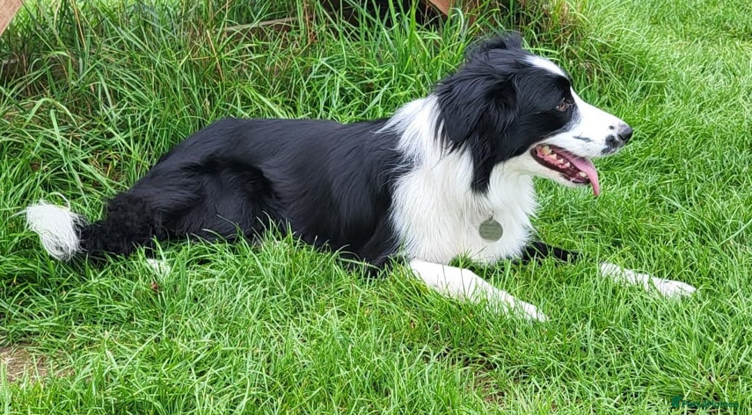 Border Collie dogs for sale: Georgeous Female Border Collie. 18 months old.  - Image 5