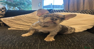 French Bulldog dogs - Advert 8