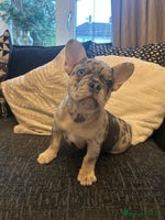 French Bulldog dogs - Advert 6