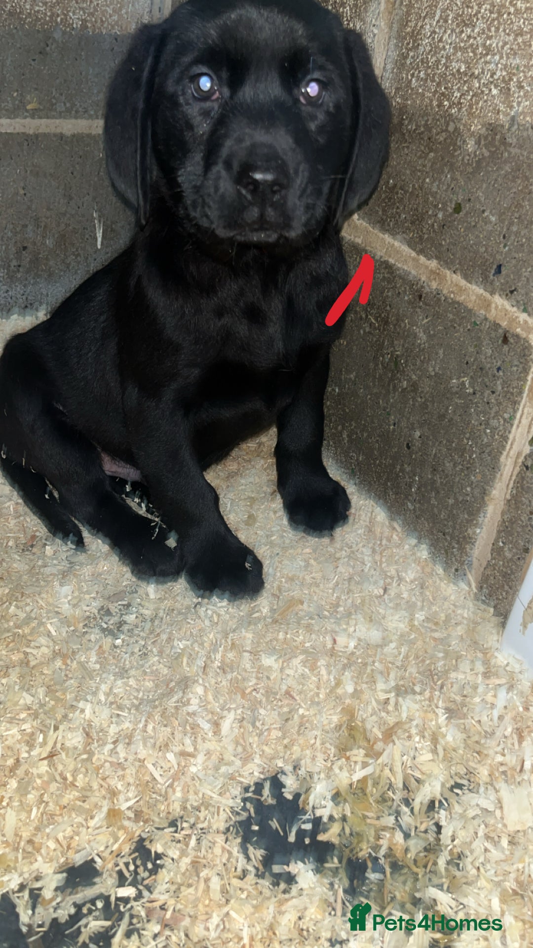 Labrador Retriever dogs for sale: READY NOW.Beautiful black KC registered Labradors  - Advert 10
