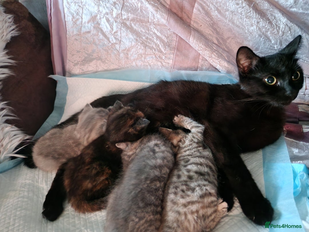 Mixed Breed cats for sale: 4 Beautiful kittens ready for loving home  ♥️ - Image 15