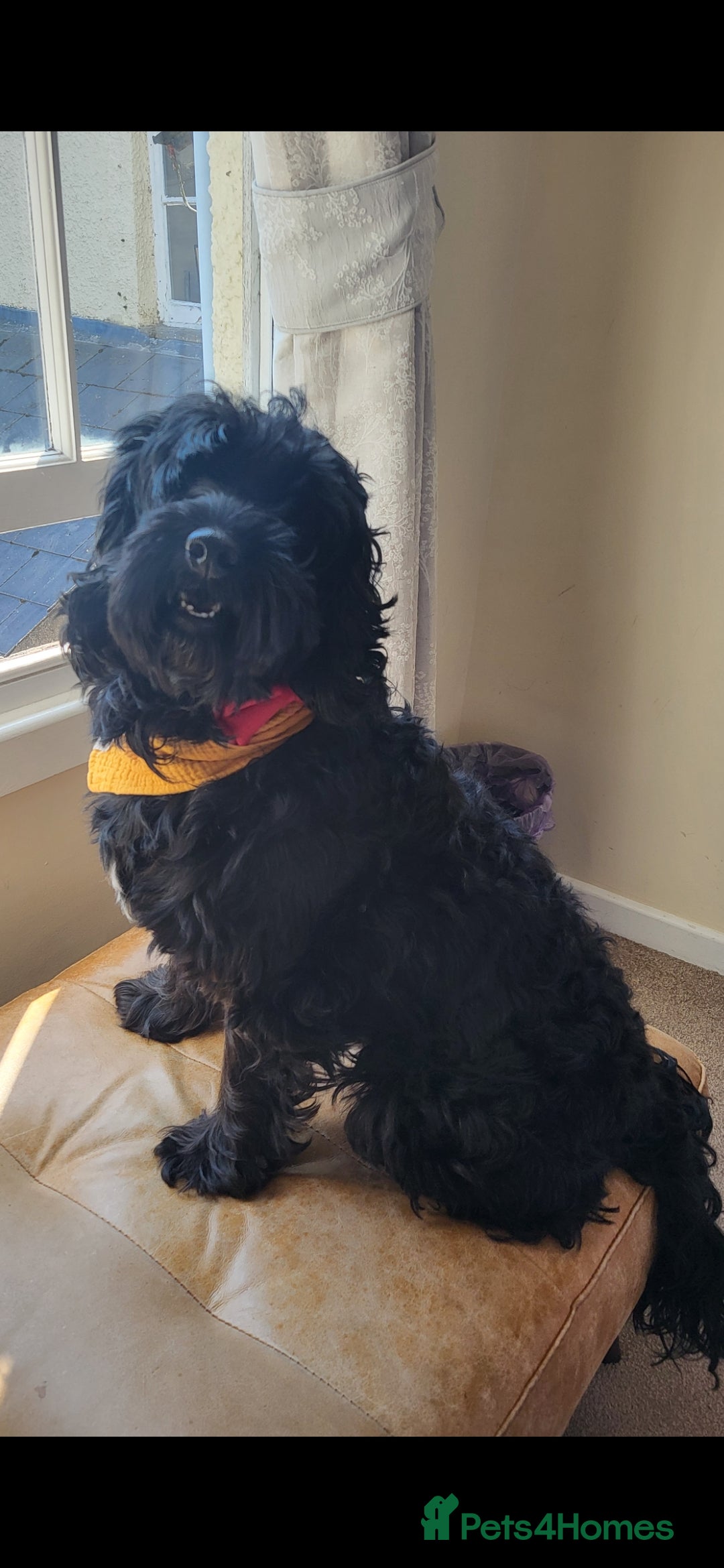 Cockapoo dogs for stud: F1 black male cockerpoo for stud. 3yrs old.  - Image 6