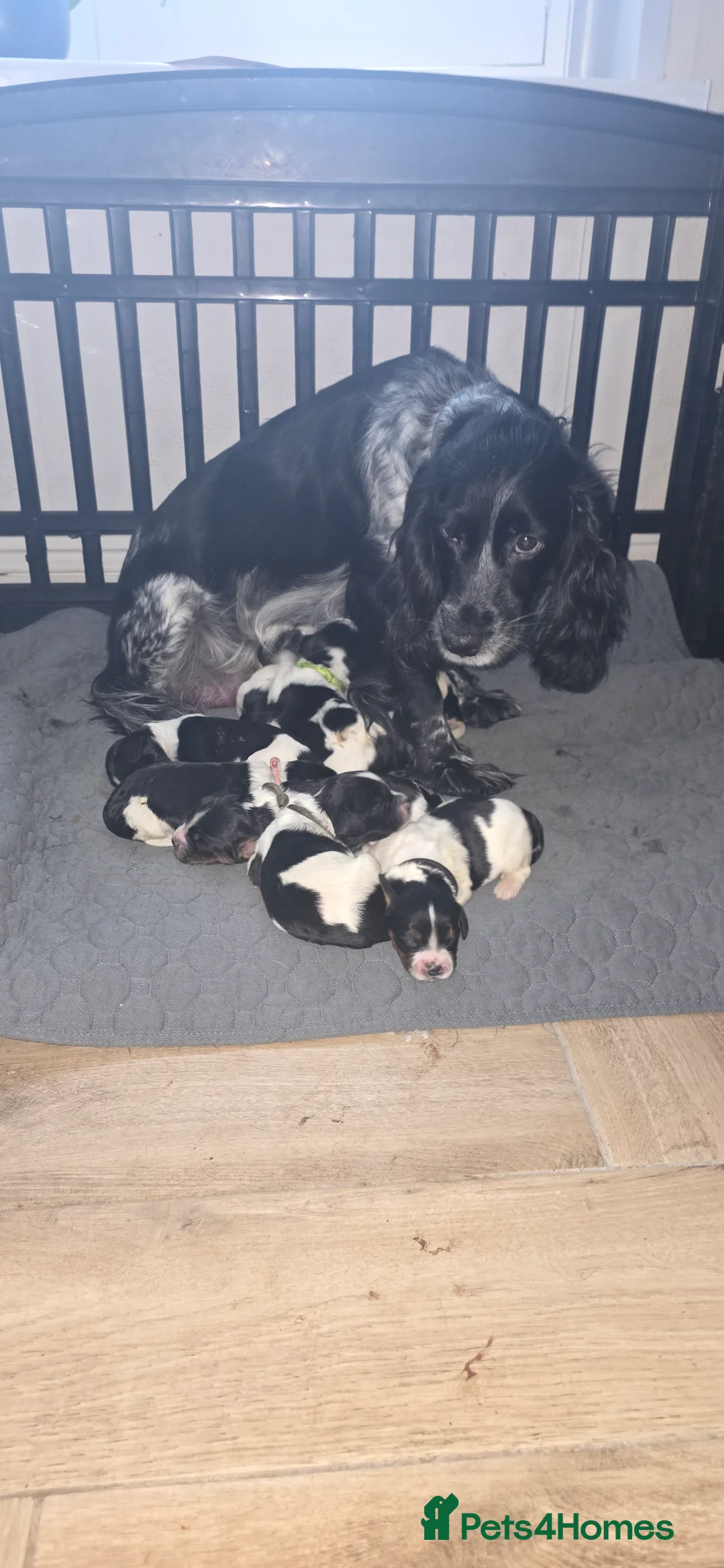 Sprocker dogs for sale: Sprocker spaniel pups - Advert 11