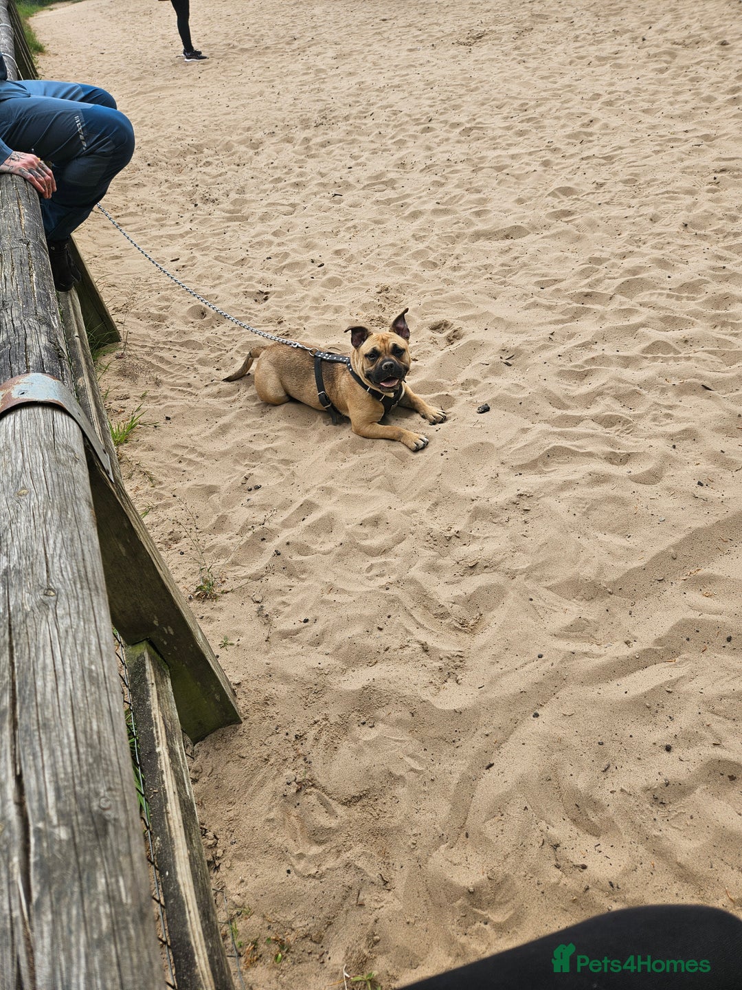 Mixed Breed dogs for sale: Athena - Image 1