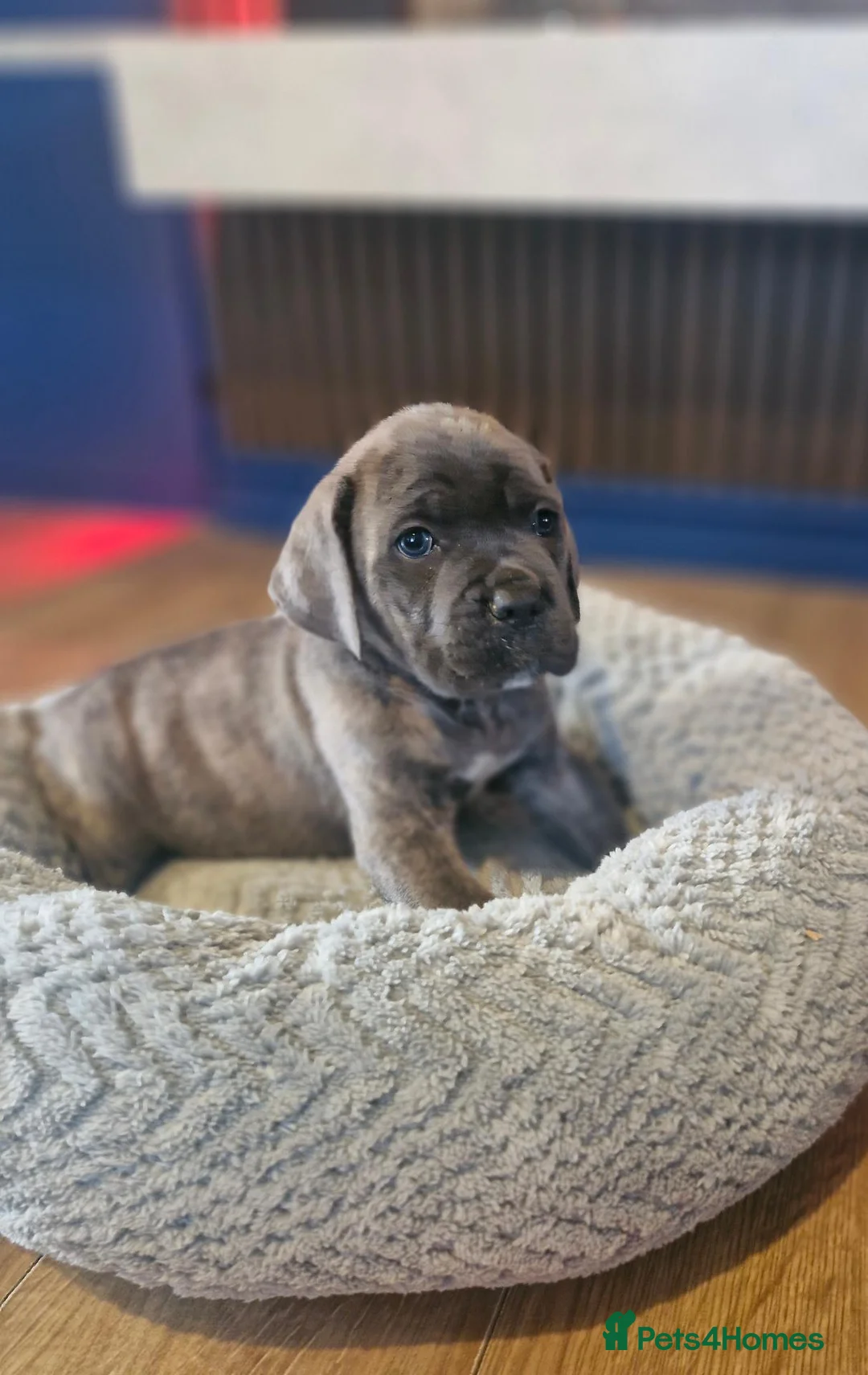 Cane Corso dogs for sale: Stunning cane corso pups - Advert 2