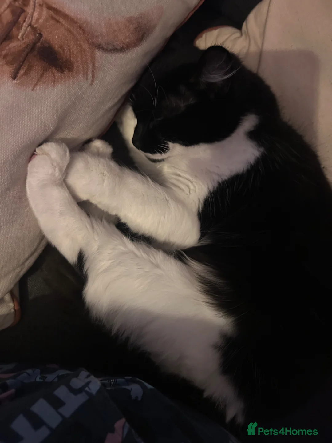British Longhair cats for sale: Two female kittens  - Advert 2