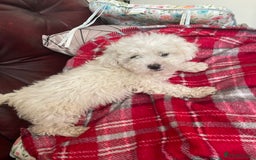 Poochon dogs for sale: Toy Bichon poodle - Image 1