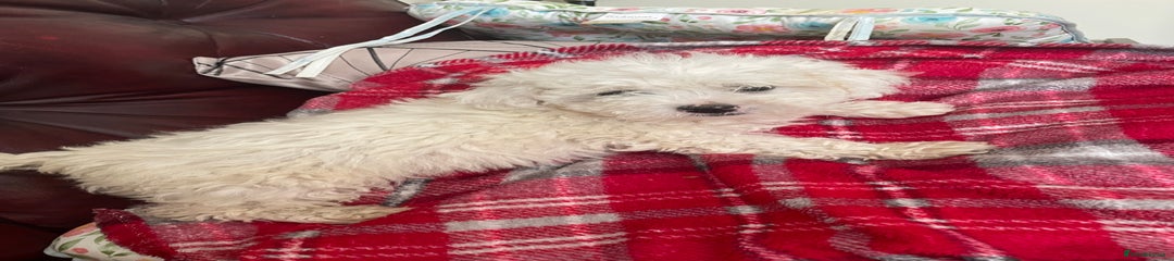 Poochon Puppy 1